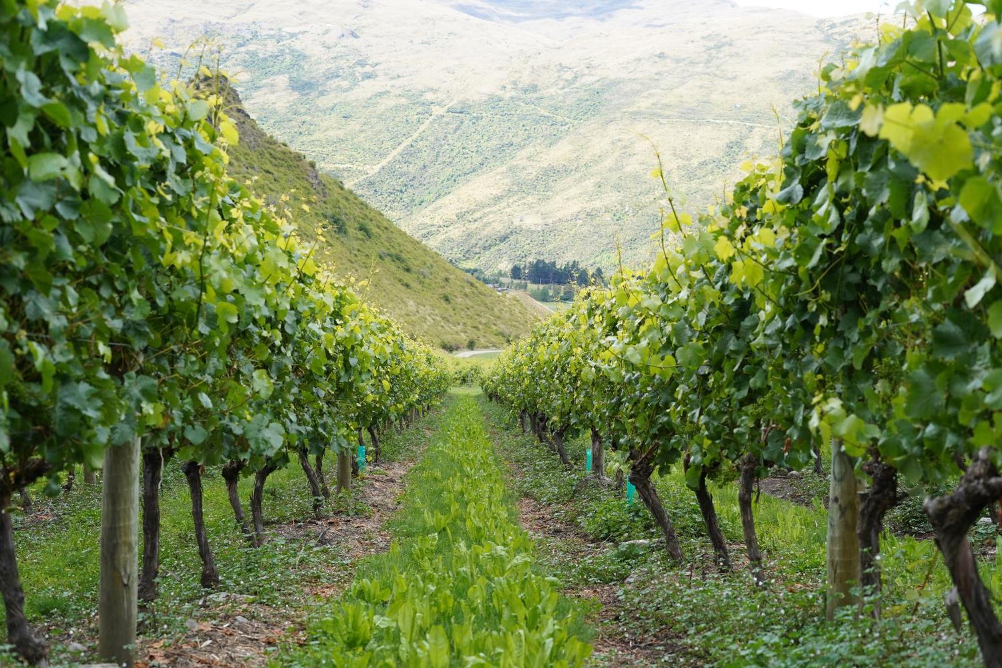 Mt Rosa Lodge Boutique Vineyard Accommodation Ванака Екстер'єр фото